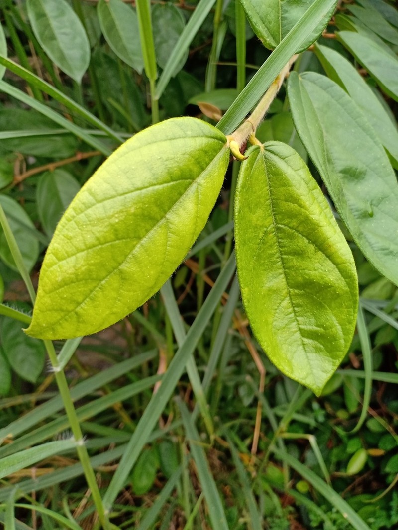 Ficus recurva photo 6