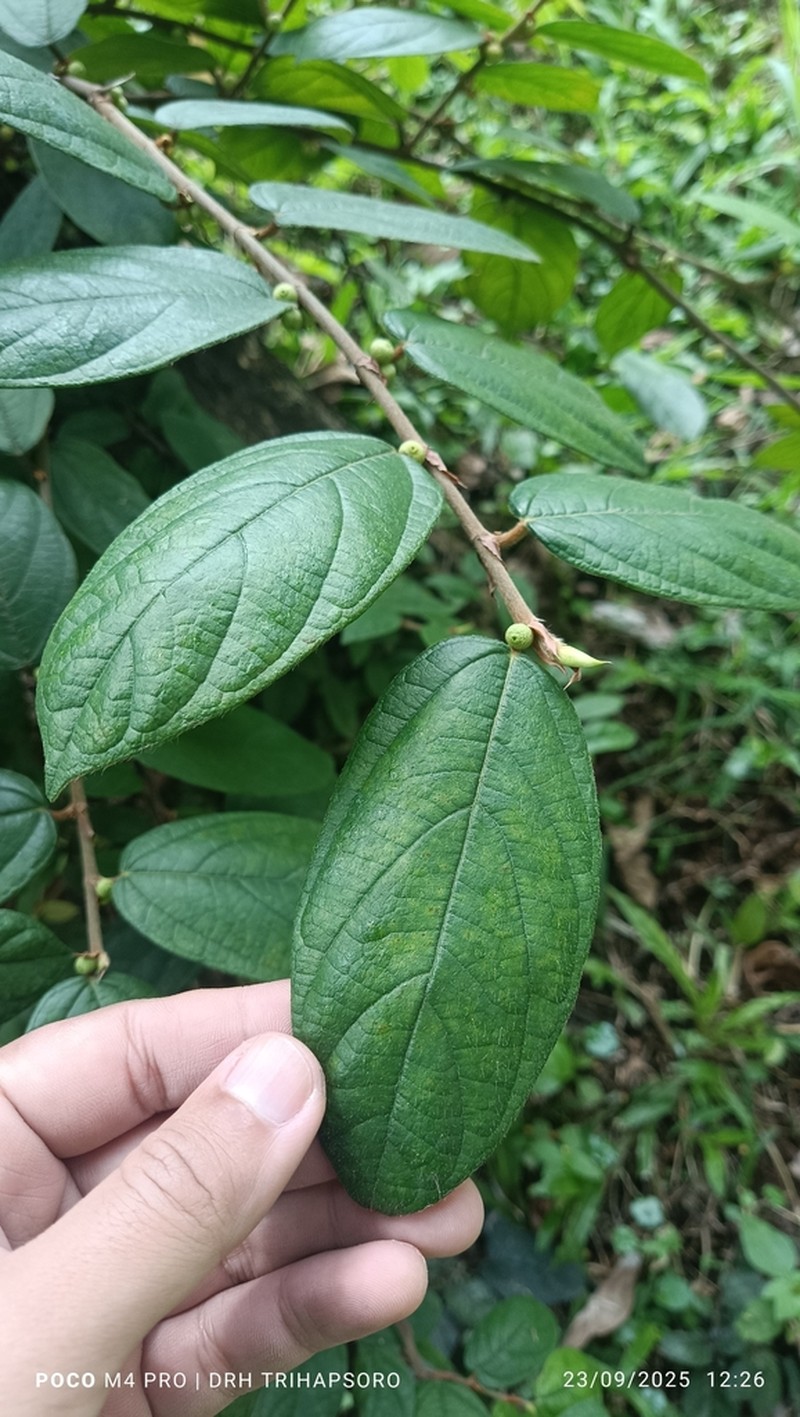 Ficus recurva photo 7