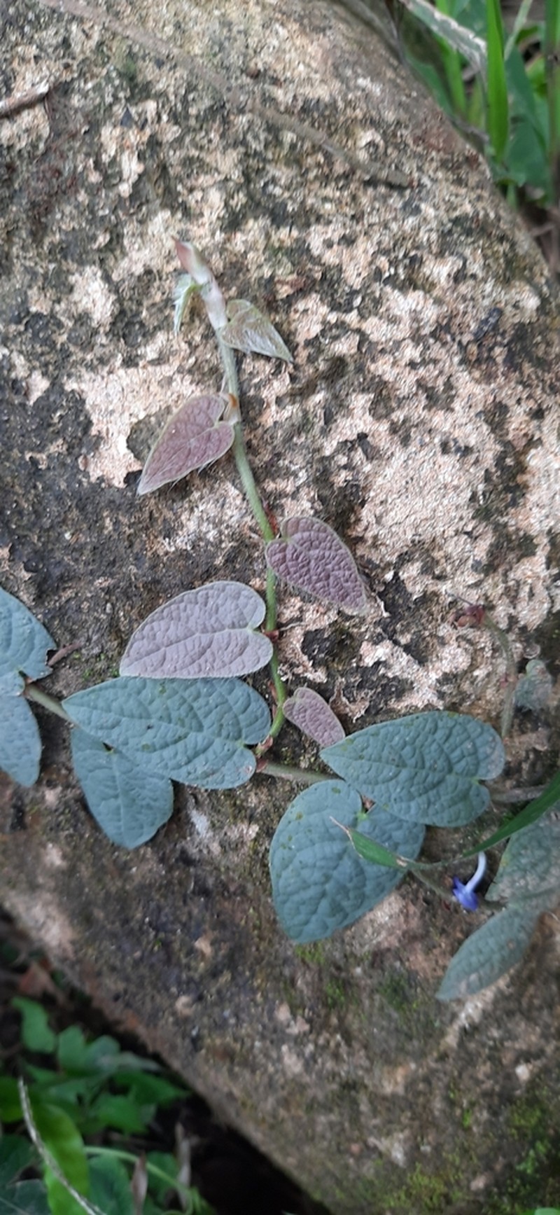 Ficus recurva photo 8