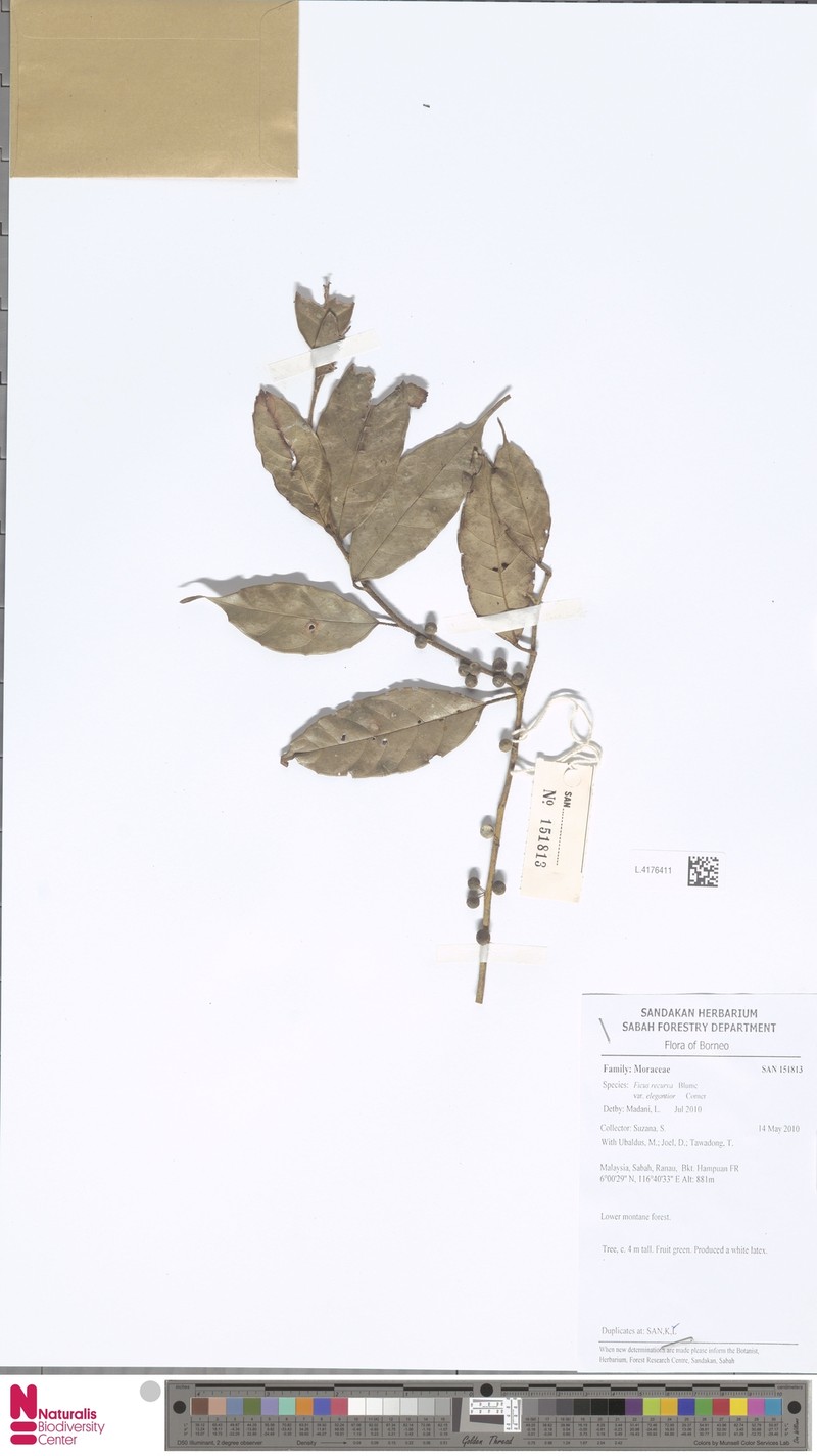 Ficus recurva var. elegantior