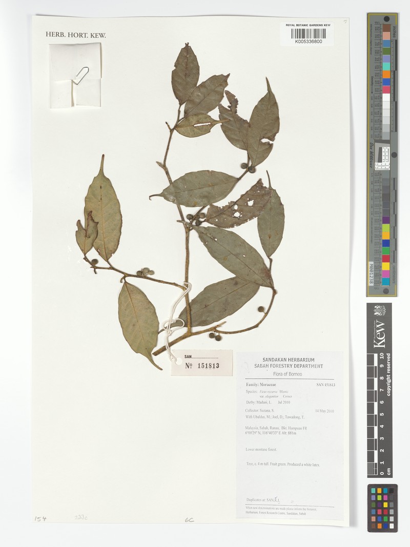 Ficus recurva var. elegantior photo 2