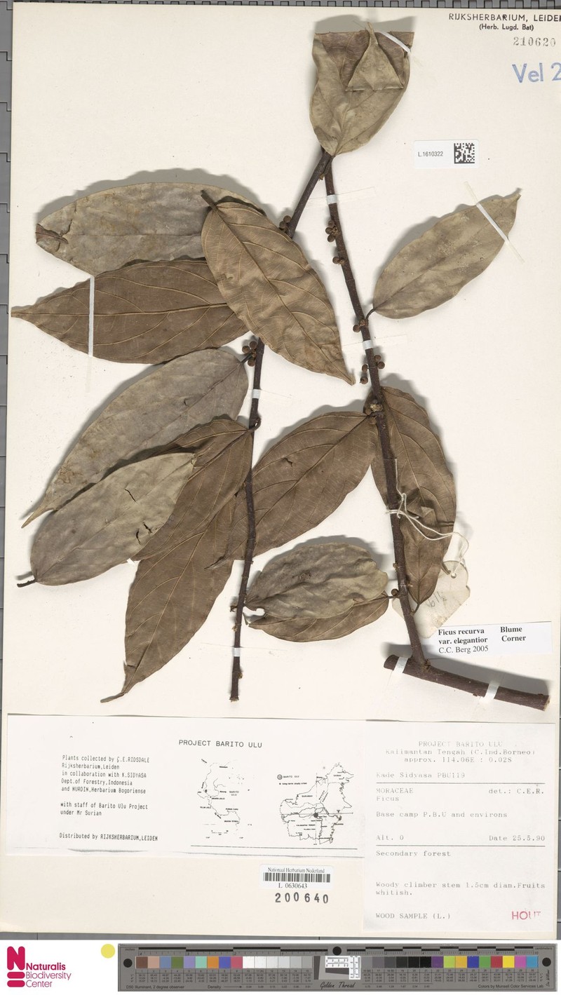 Ficus recurva var. elegantior photo 3