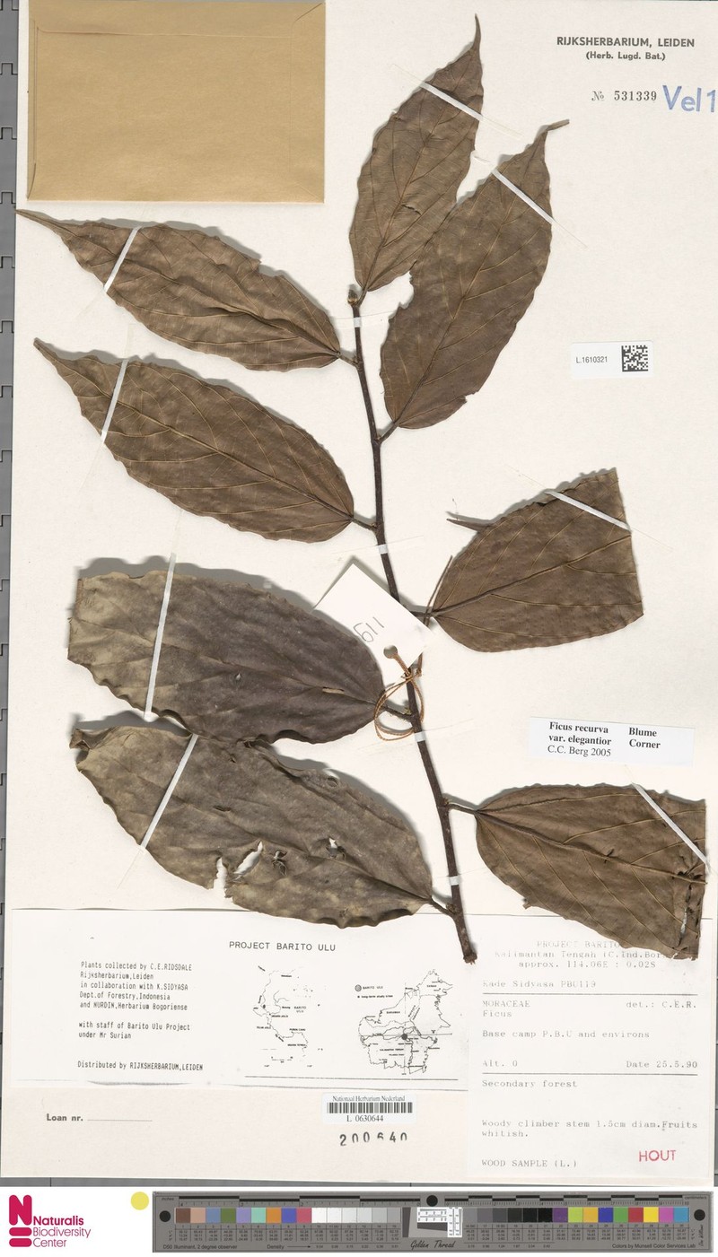 Ficus recurva var. elegantior photo 4