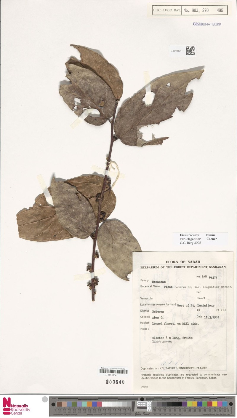 Ficus recurva var. elegantior photo 5
