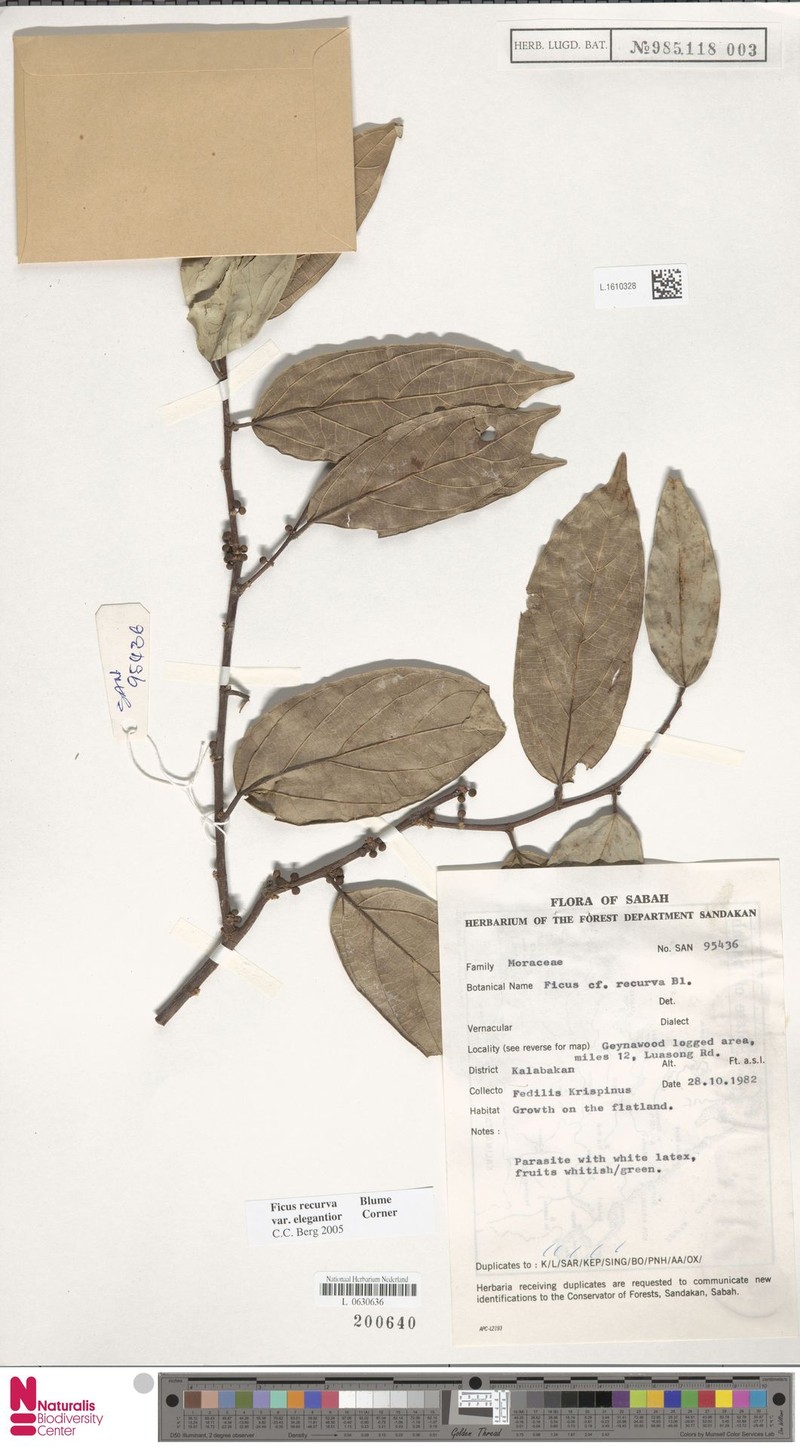 Ficus recurva var. elegantior photo 6