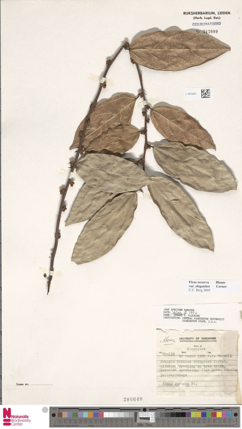 Ficus recurva var. elegantior photo 7
