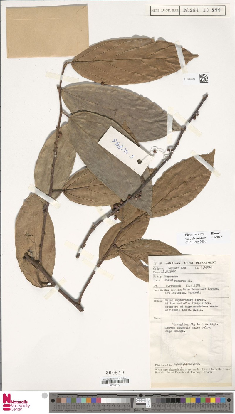 Ficus recurva var. elegantior photo 8