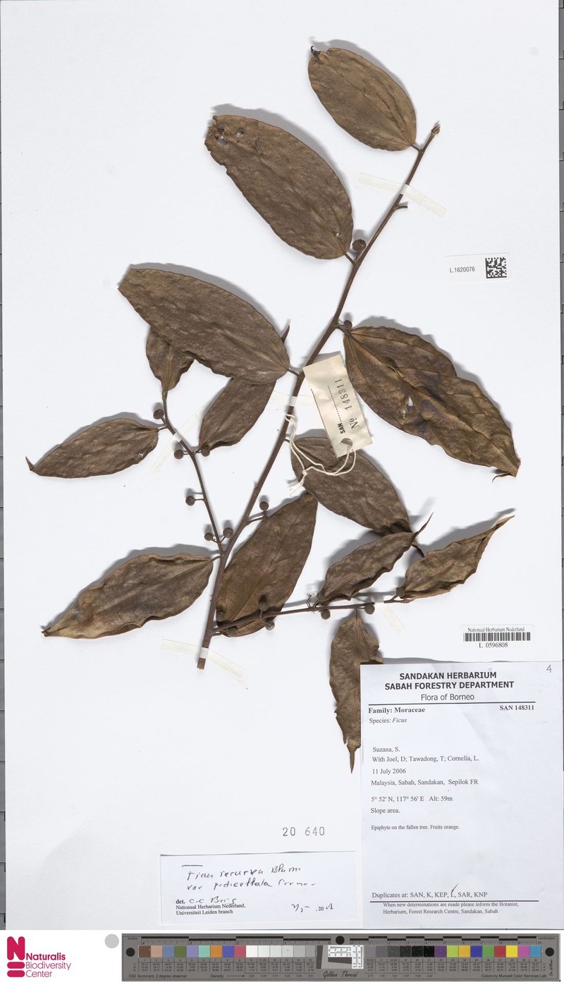Ficus recurva var. pedicellata