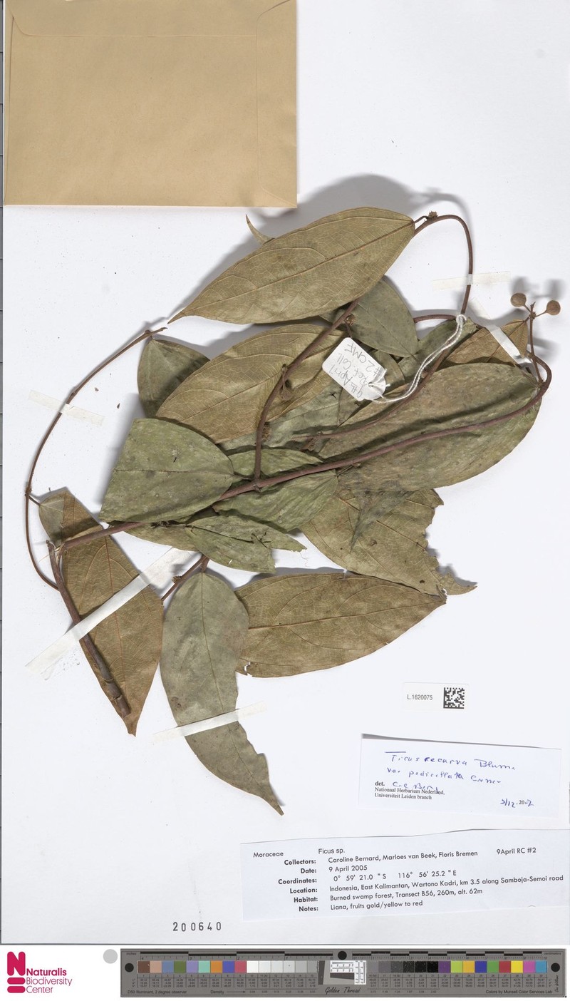 Ficus recurva var. pedicellata photo 2
