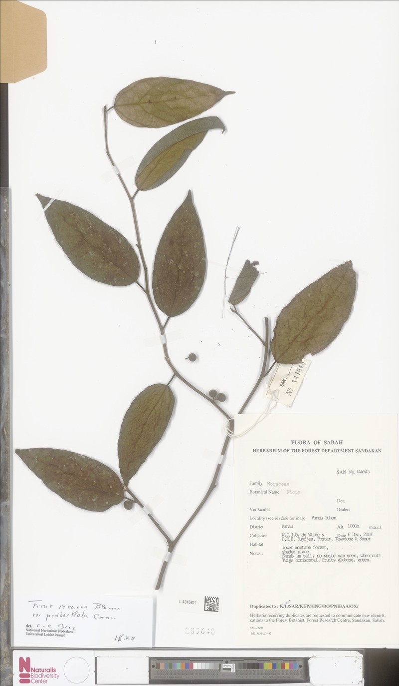 Ficus recurva var. pedicellata photo 3