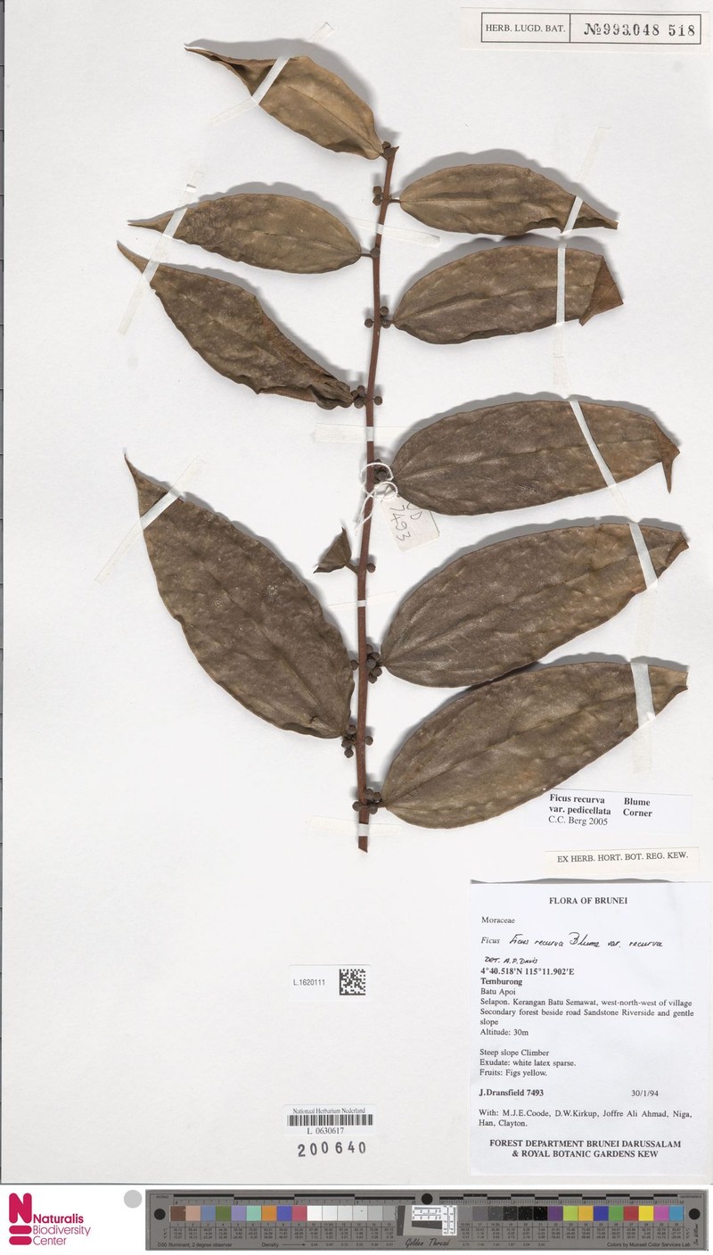 Ficus recurva var. pedicellata photo 4