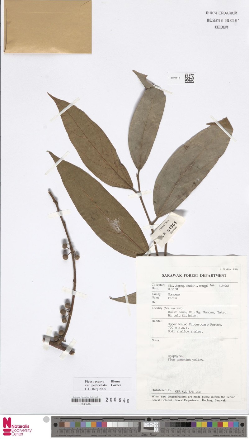 Ficus recurva var. pedicellata photo 5