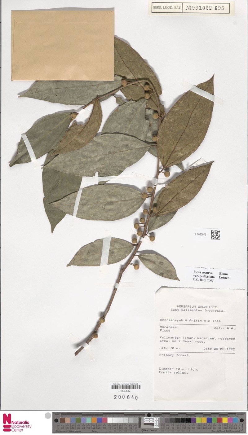 Ficus recurva var. pedicellata photo 6