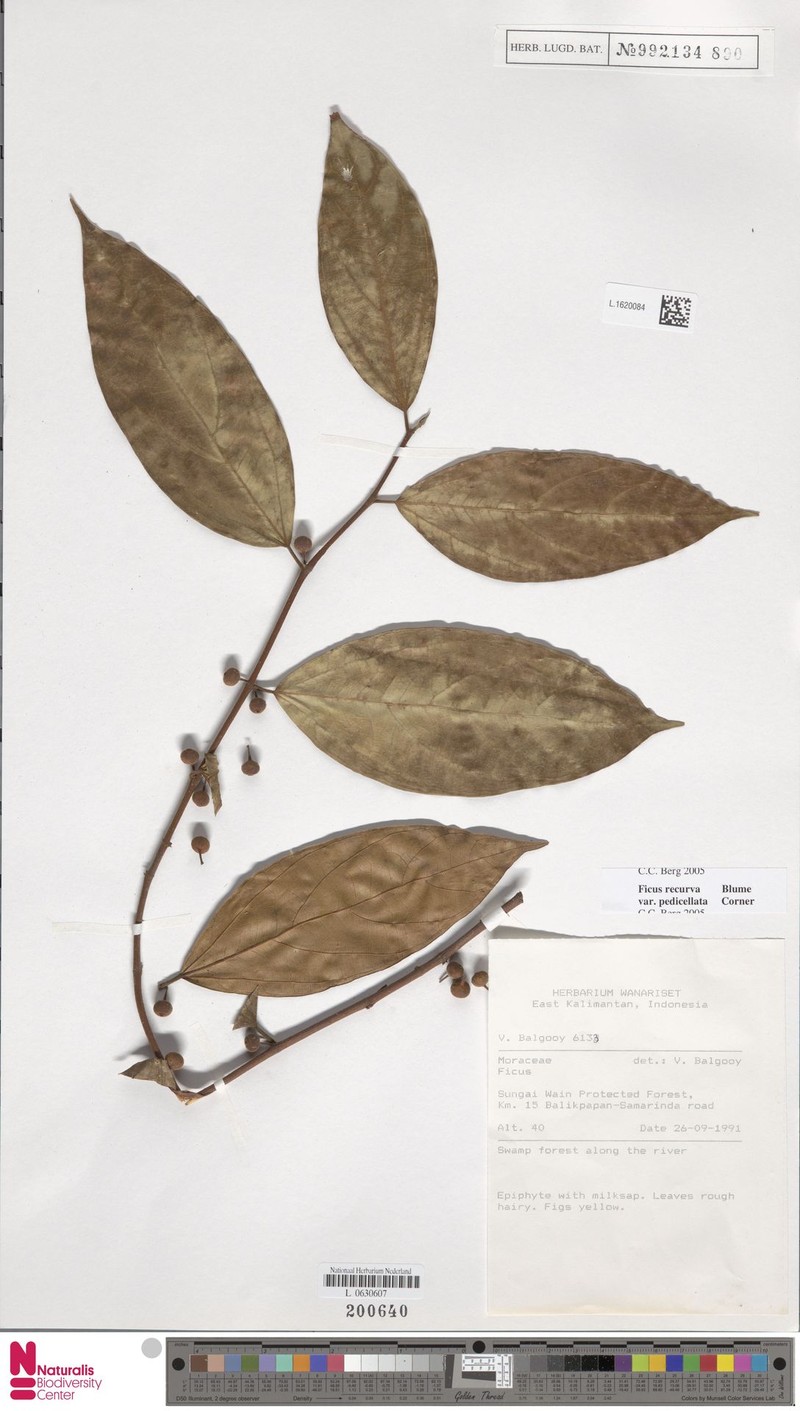 Ficus recurva var. pedicellata photo 7