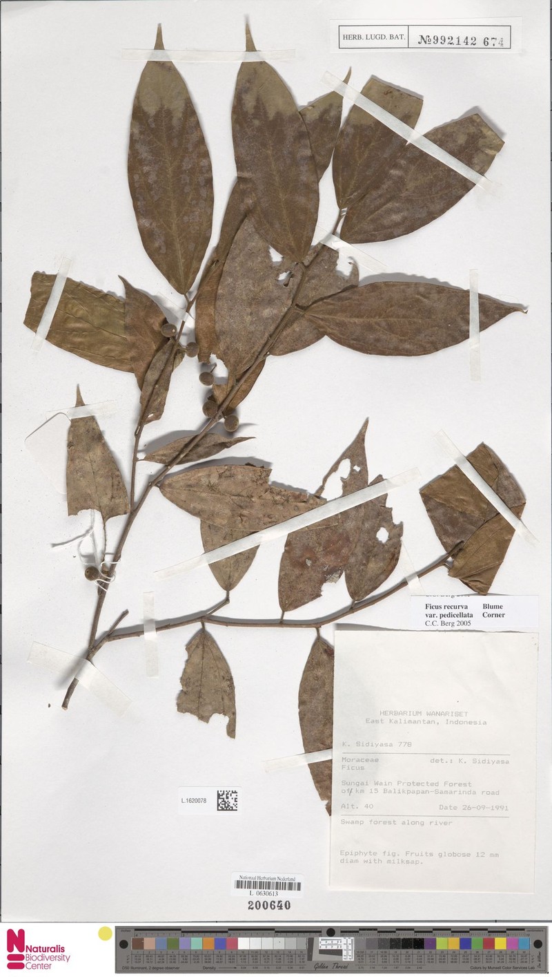 Ficus recurva var. pedicellata photo 8