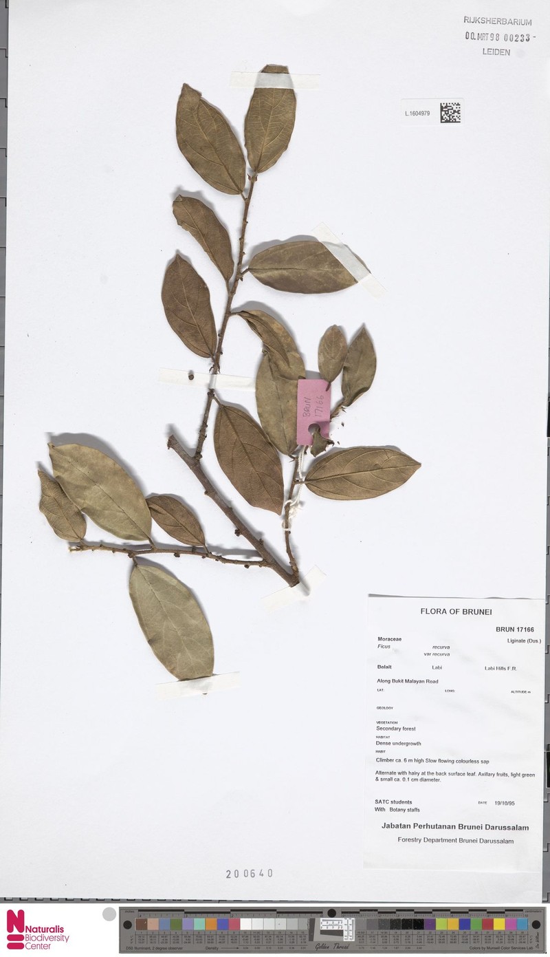 Ficus recurva var. recurva