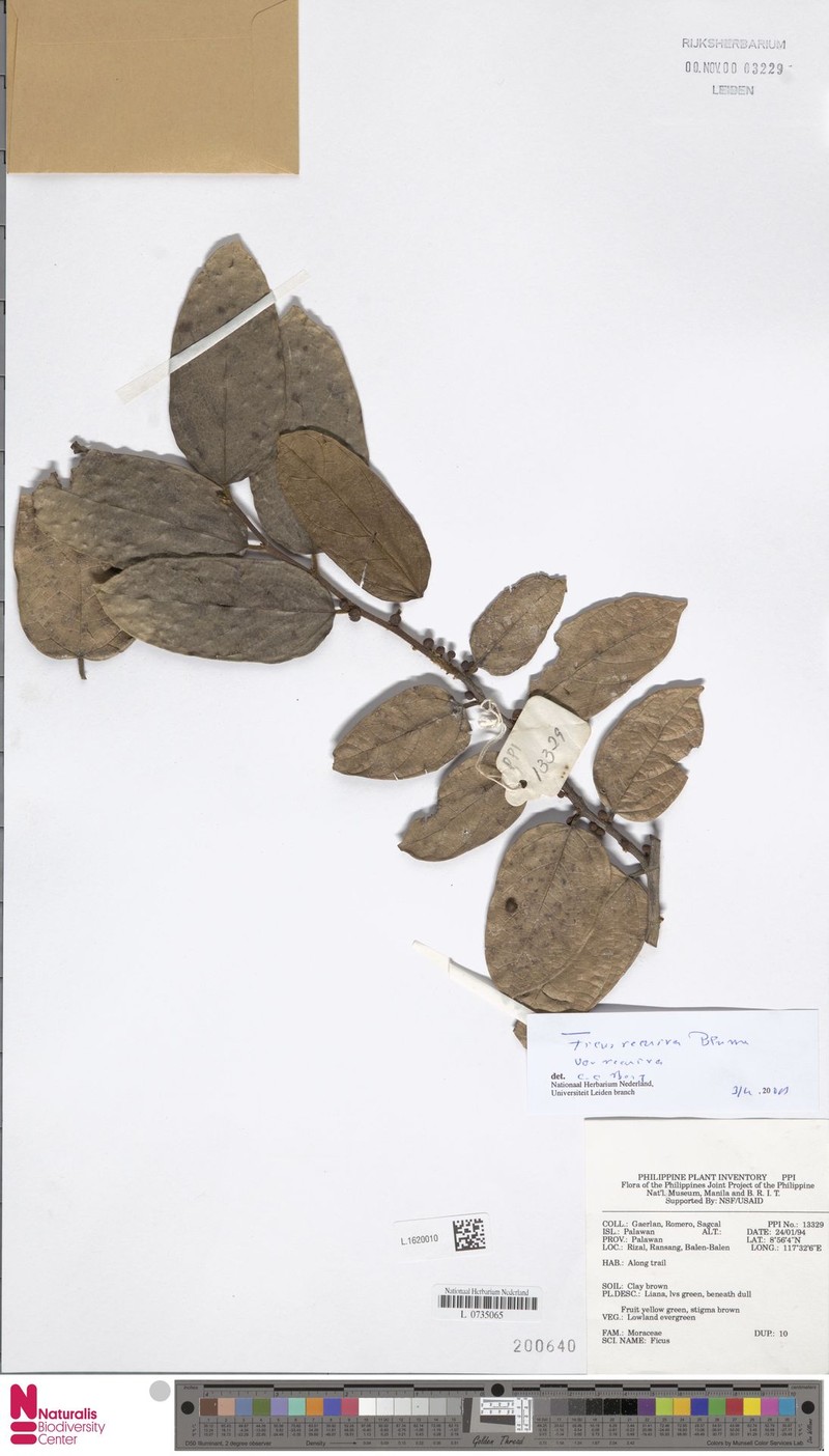 Ficus recurva var. recurva photo 2