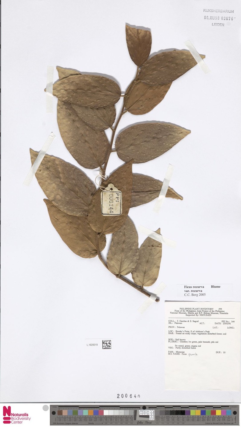 Ficus recurva var. recurva photo 3