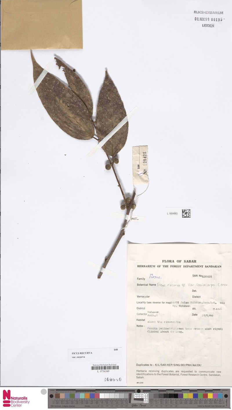 Ficus recurva var. recurva photo 4