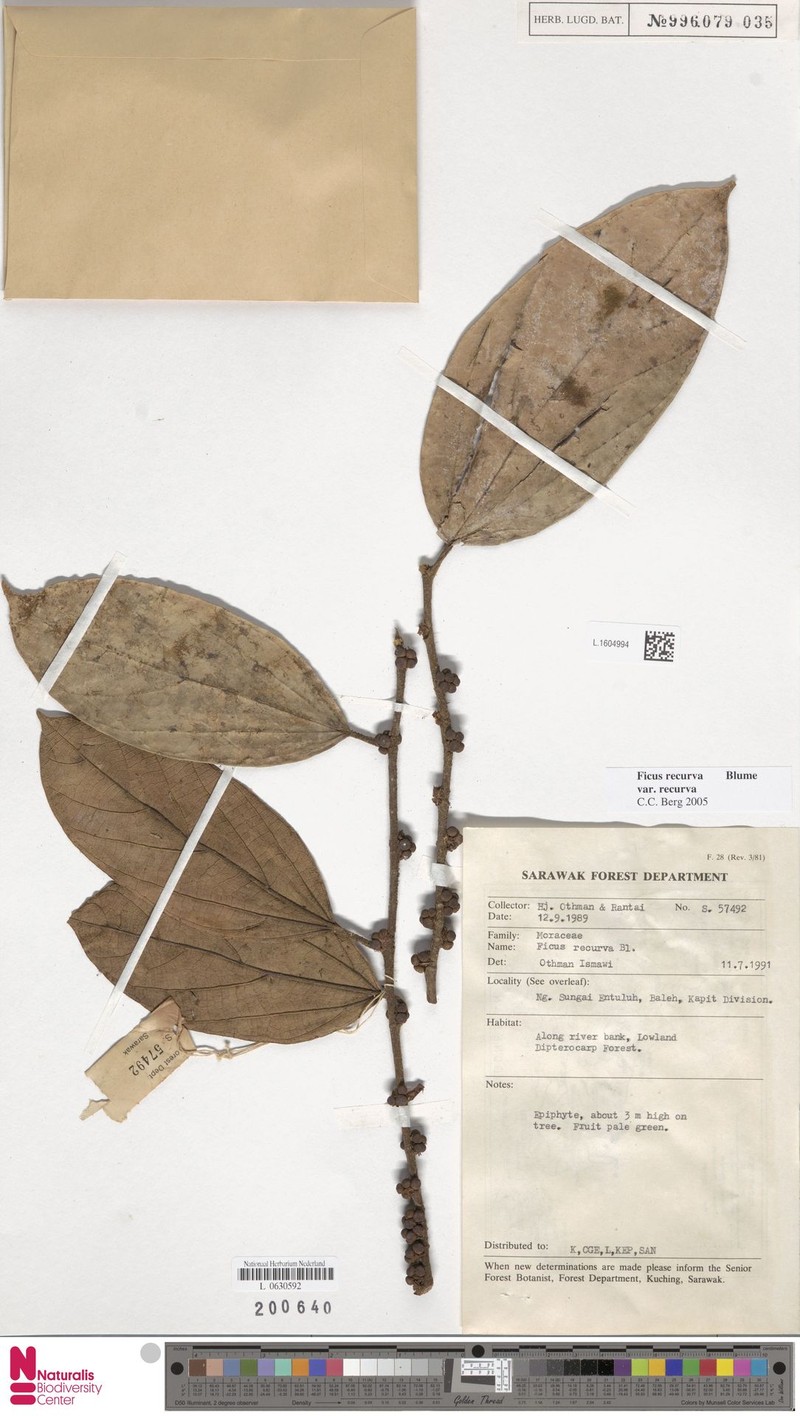 Ficus recurva var. recurva photo 5