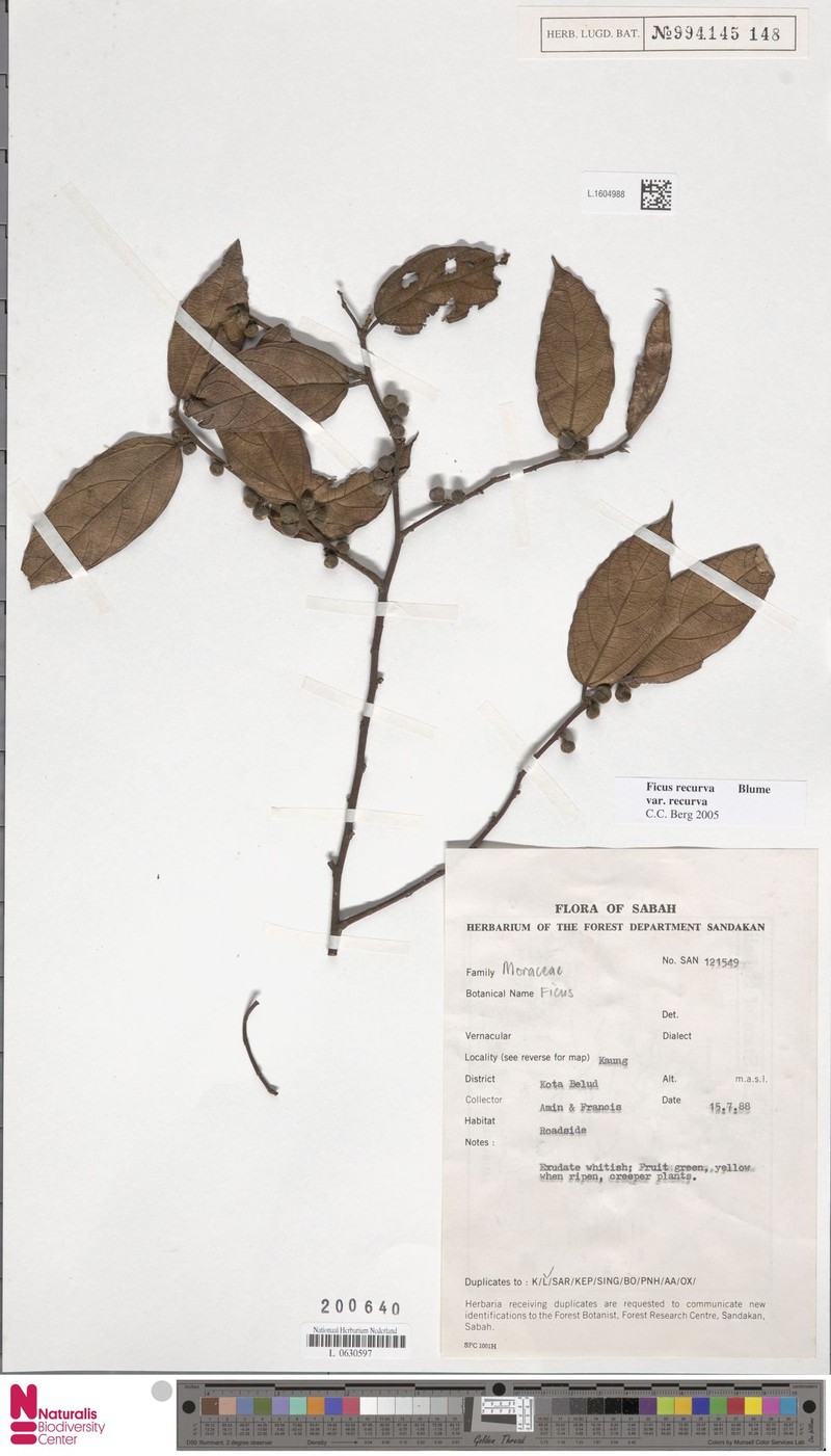 Ficus recurva var. recurva photo 6