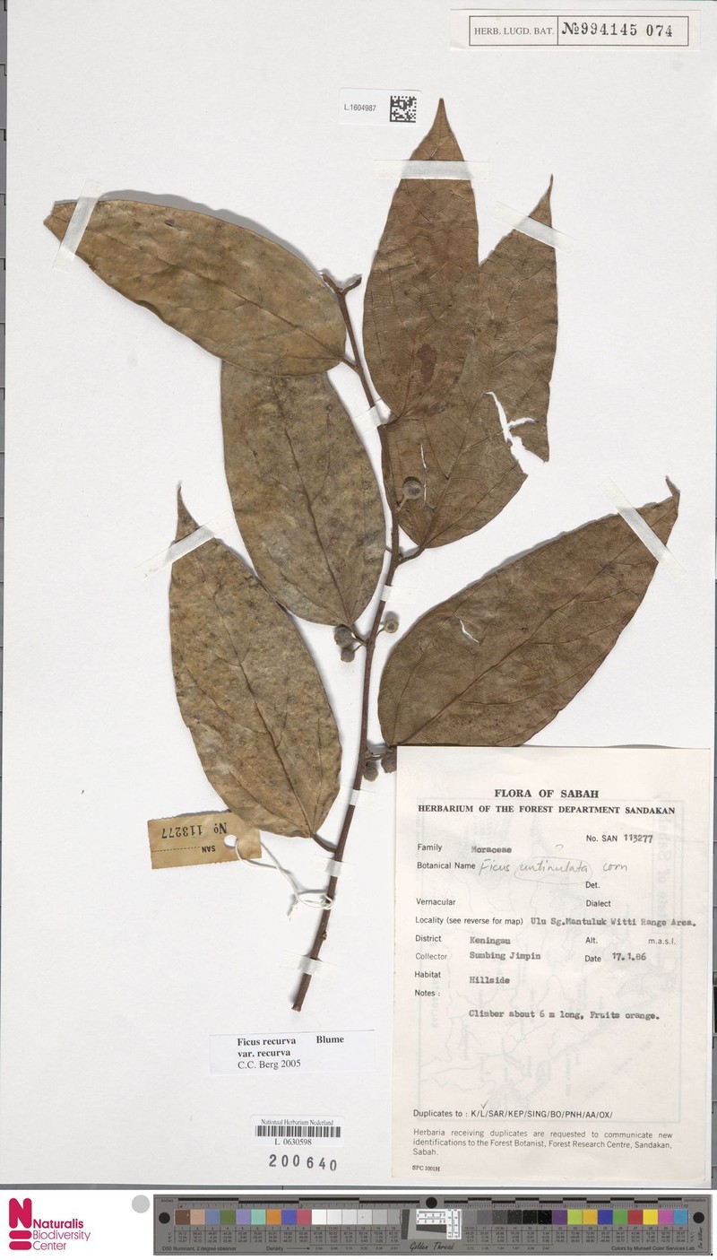 Ficus recurva var. recurva photo 7