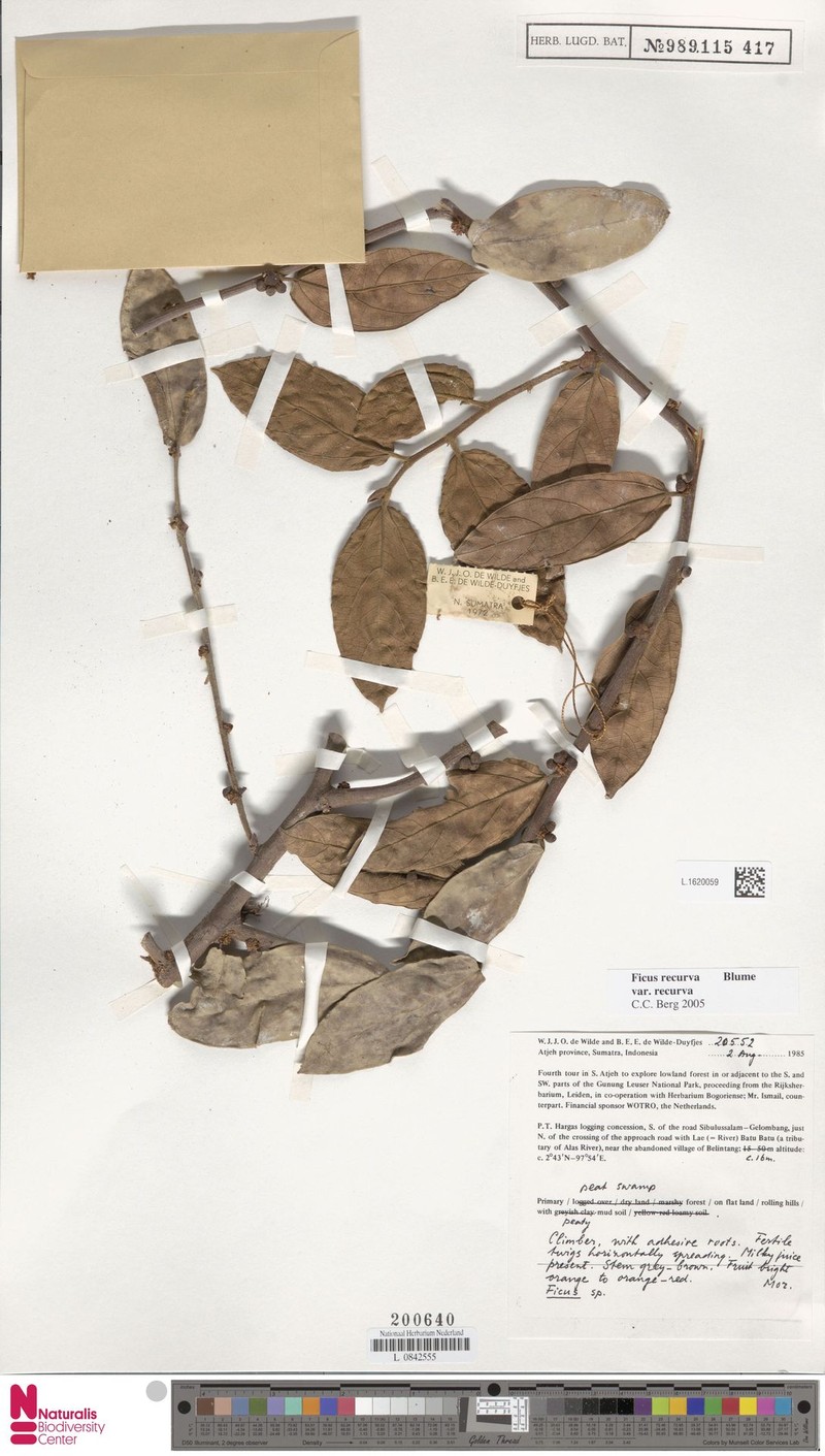 Ficus recurva var. recurva photo 8