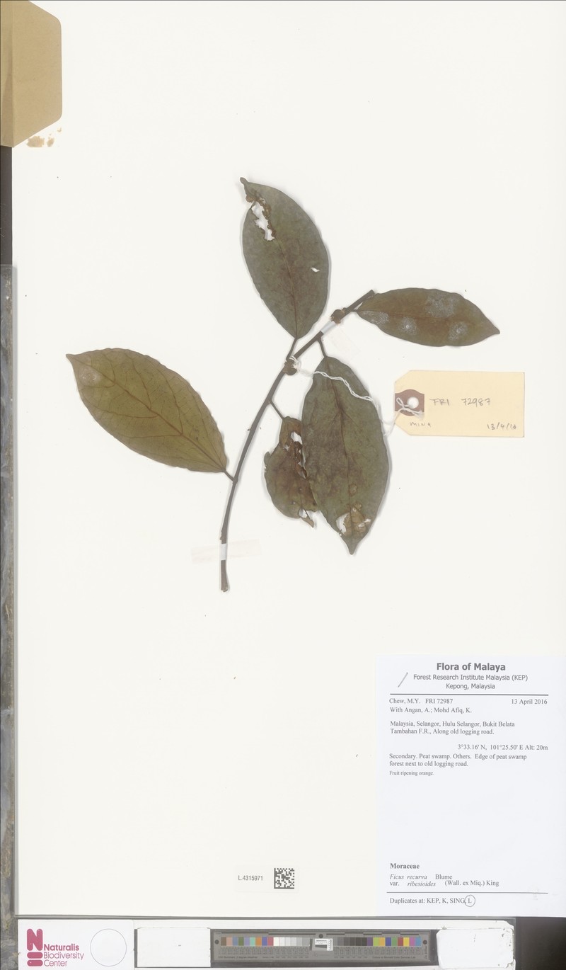 Ficus recurva var. ribesioides