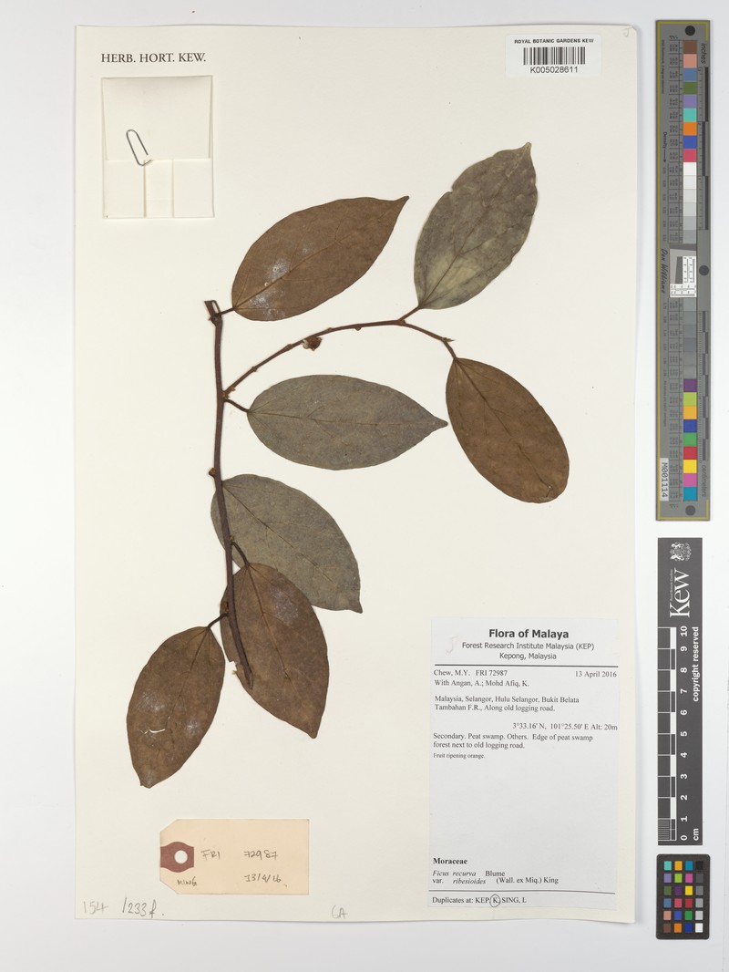 Ficus recurva var. ribesioides photo 2