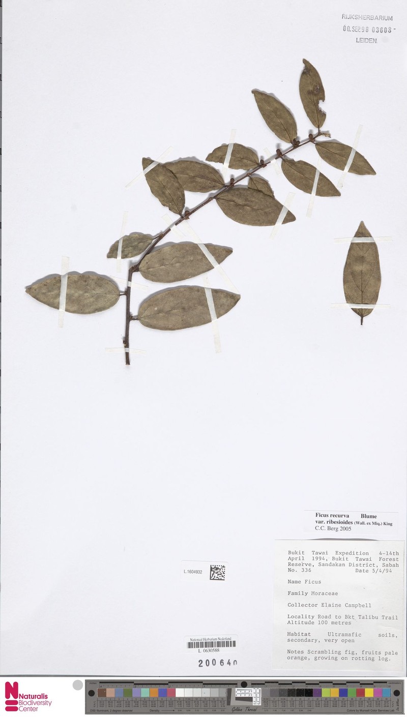Ficus recurva var. ribesioides photo 3