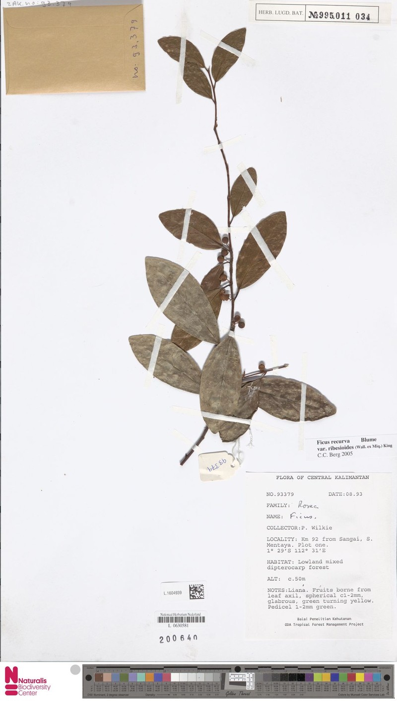 Ficus recurva var. ribesioides photo 4