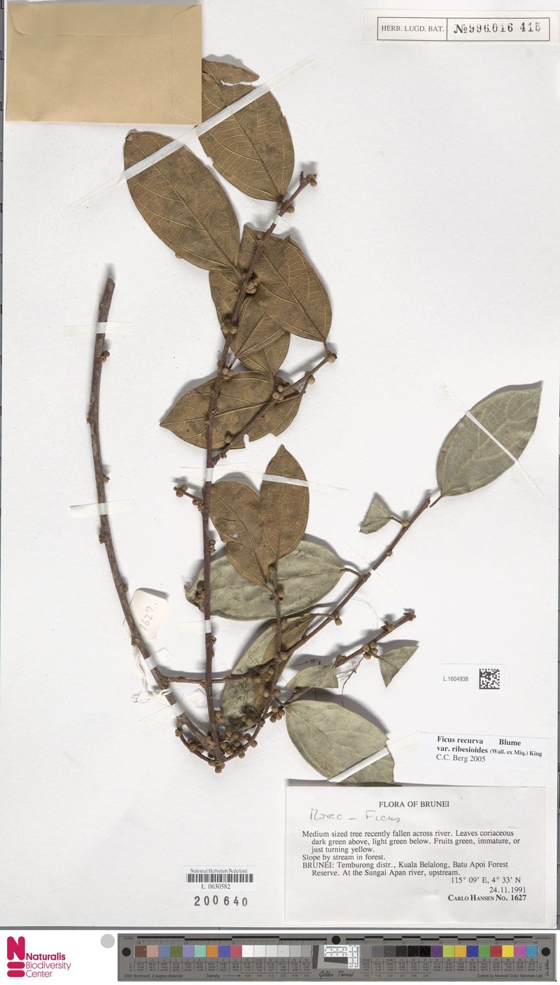 Ficus recurva var. ribesioides photo 5