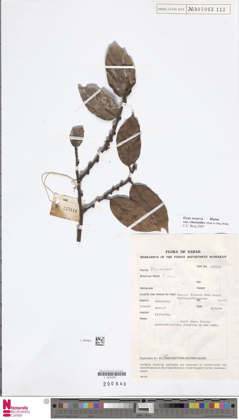 Ficus recurva var. ribesioides photo 6