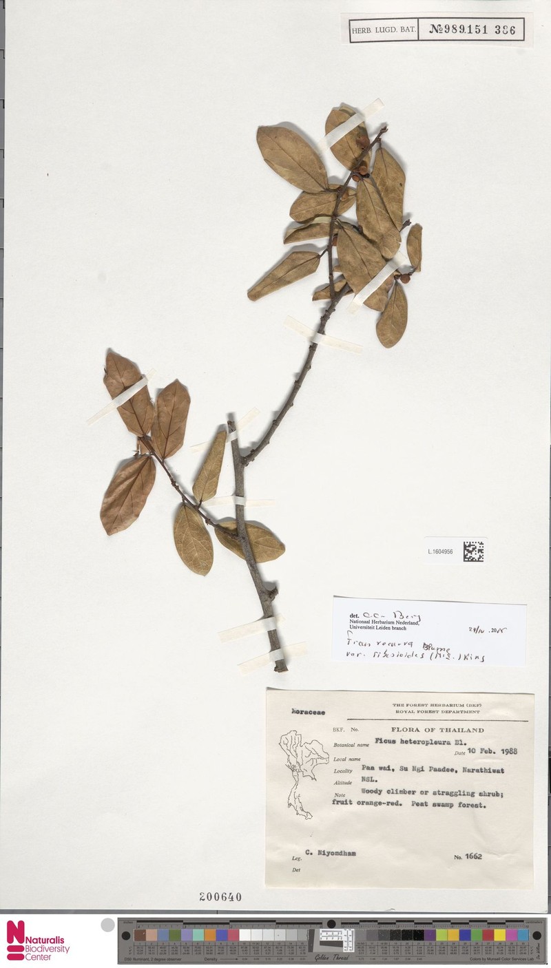 Ficus recurva var. ribesioides photo 7