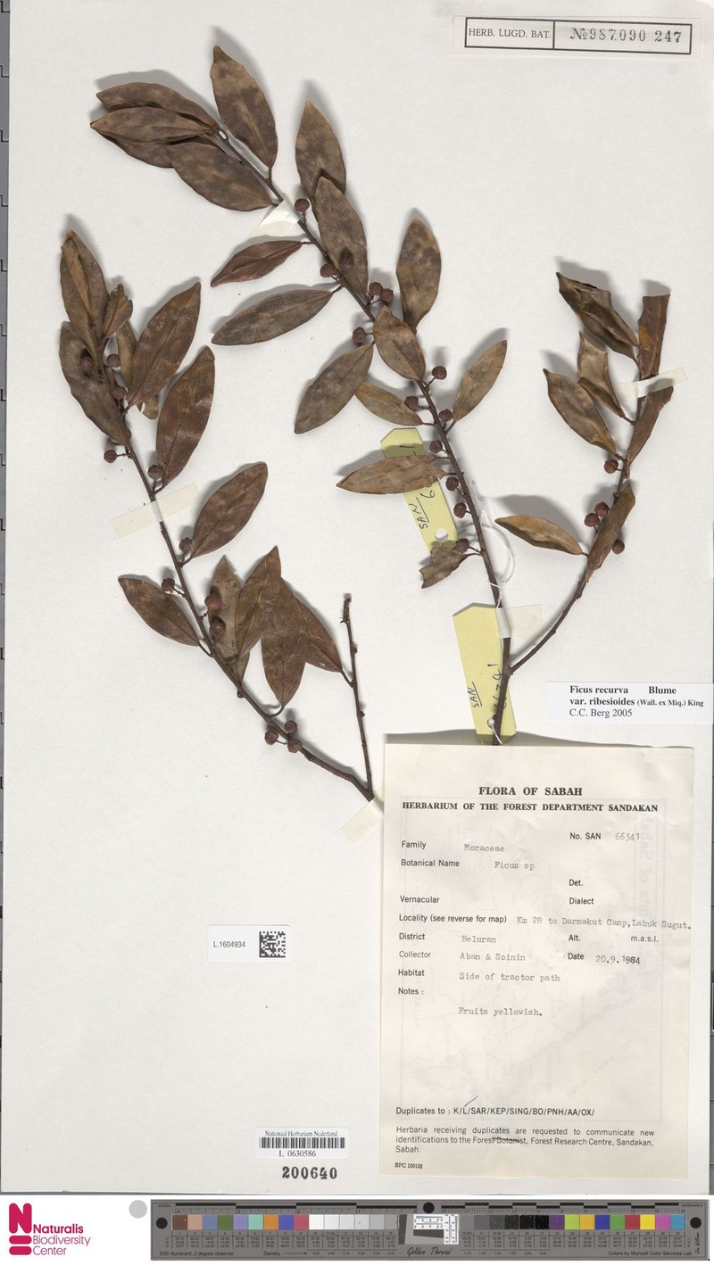 Ficus recurva var. ribesioides photo 8