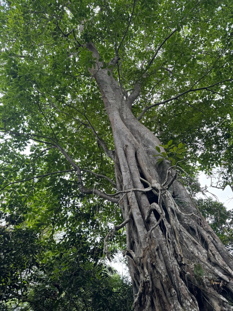 Ficus recurvata