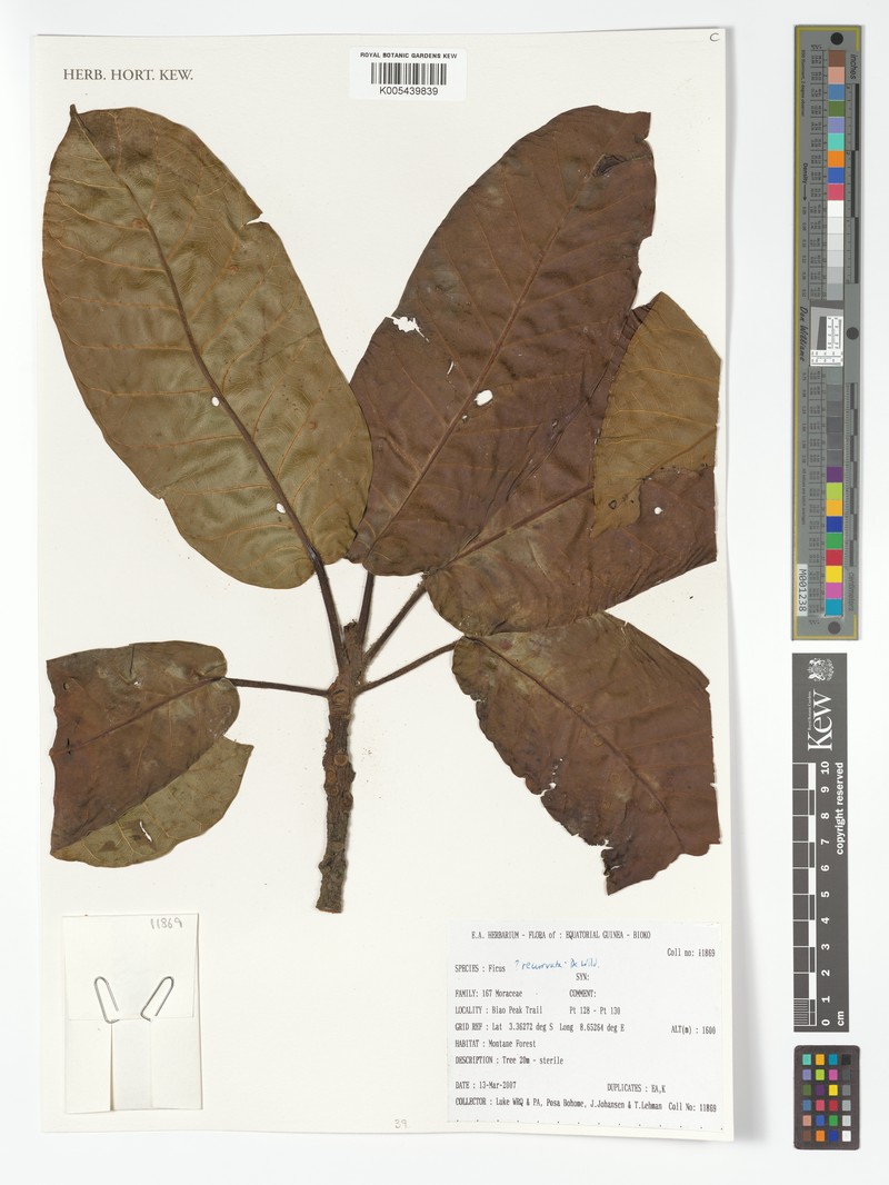 Ficus recurvata photo 2