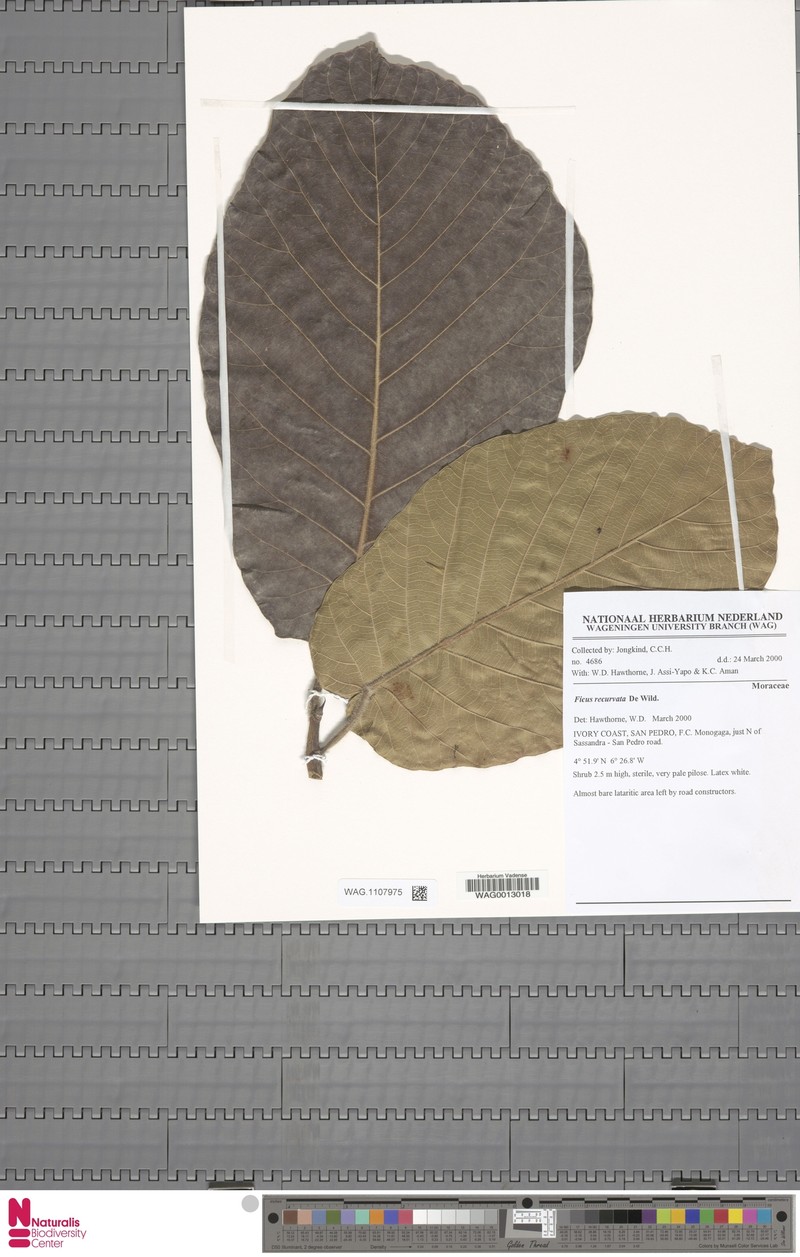 Ficus recurvata photo 3