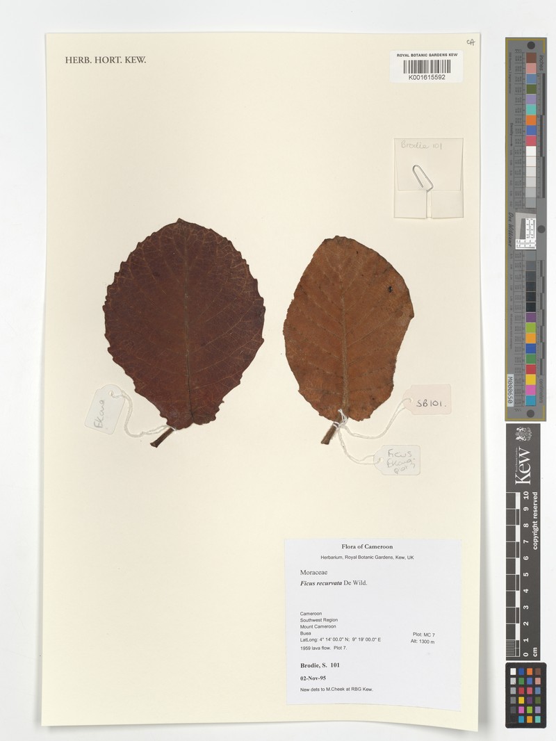 Ficus recurvata photo 4