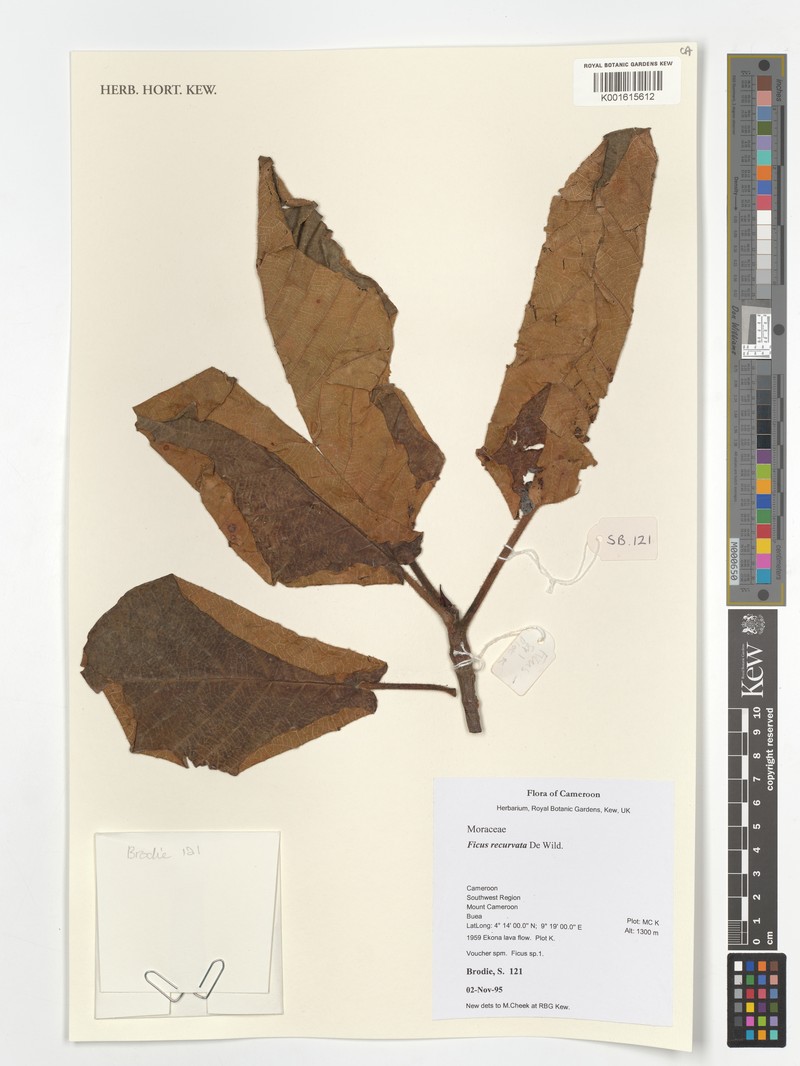 Ficus recurvata photo 5