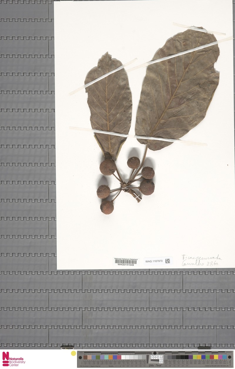 Ficus recurvata photo 6