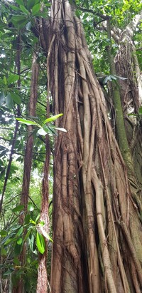 Ficus reflexa
