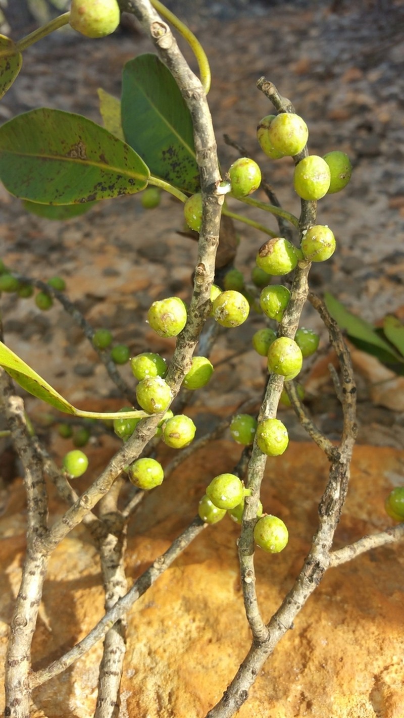 Ficus reflexa photo 2