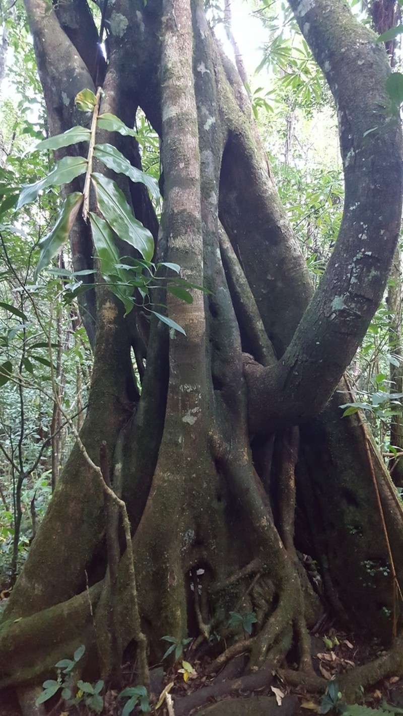 Ficus reflexa photo 3