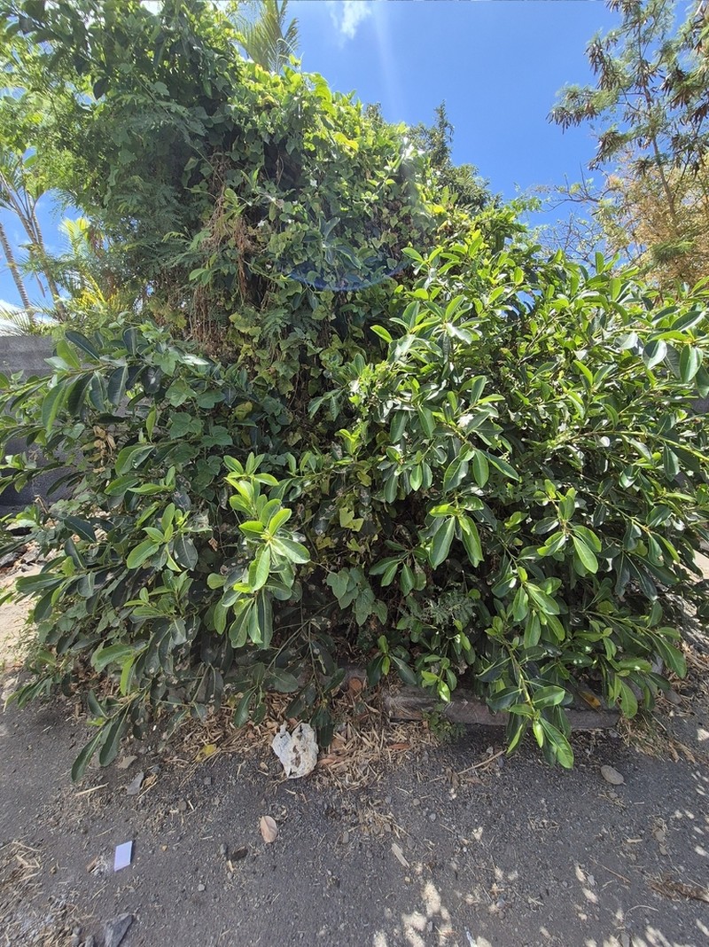 Ficus reflexa photo 4