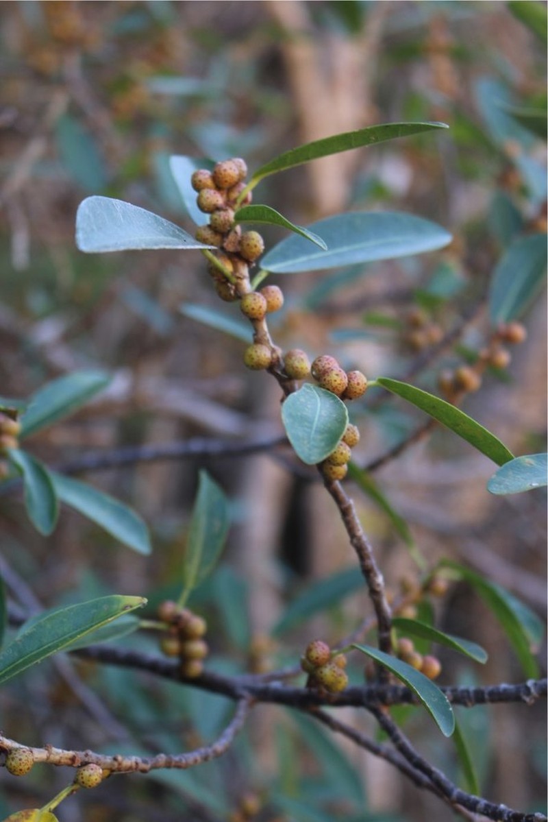 Ficus reflexa photo 5