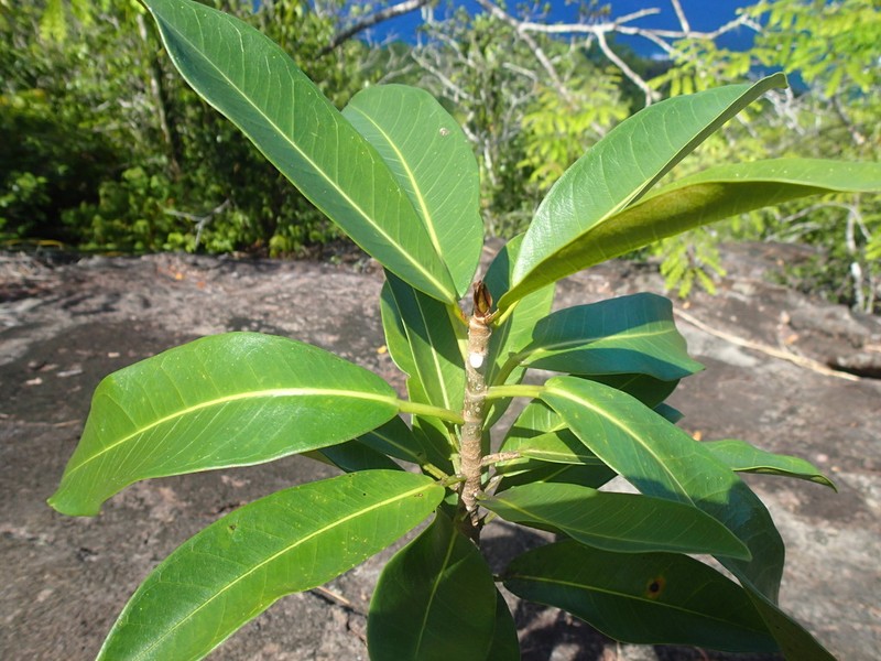 Ficus reflexa photo 6