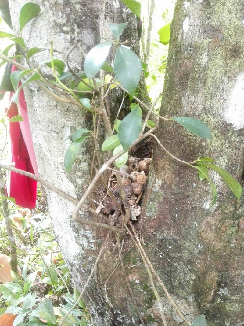 Ficus reflexa photo 7