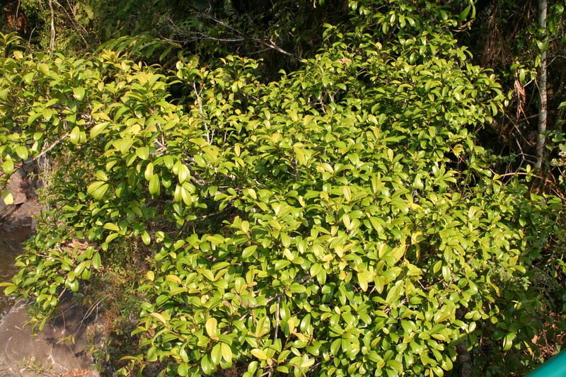 Ficus reflexa photo 8