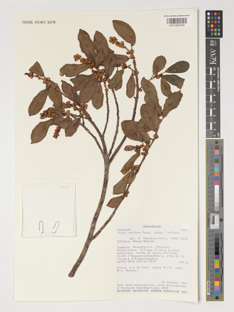 Ficus reflexa subsp. reflexa
